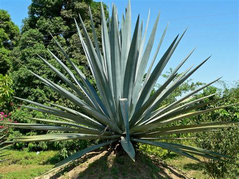 Agave mexican - The blue agave, or agave tequilana, used for agave wine, is a marvel of the plant kingdom. It takes between 8 to 10 years to mature, during which time it stores rich sugars essential for fermentation. Upon maturity, the heart or “piña” of the plant is harvested, a process requiring both skill and strength.